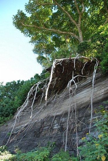 165- Un arbre en equilibre precaire sur une falaise effondree.JPG